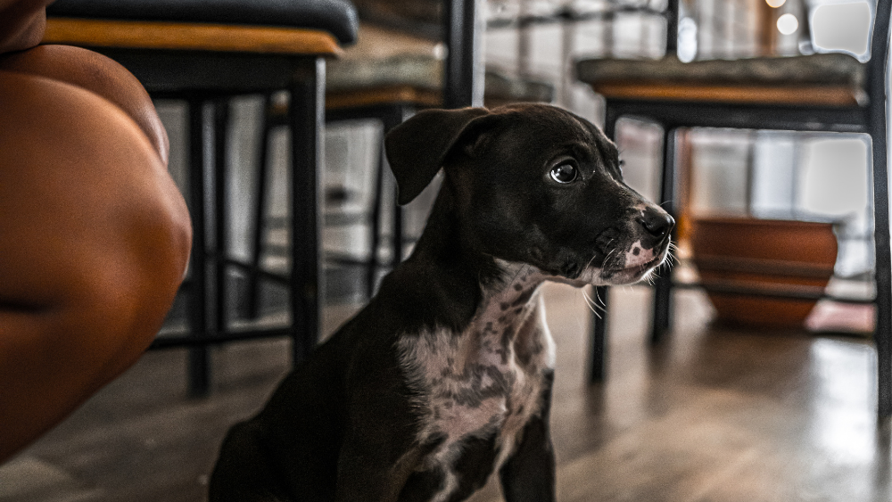 愛犬と旅行する際の5つのポイント